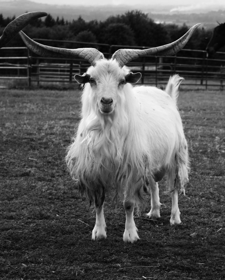 Comprehensive Guide to Cashmere Fabrics