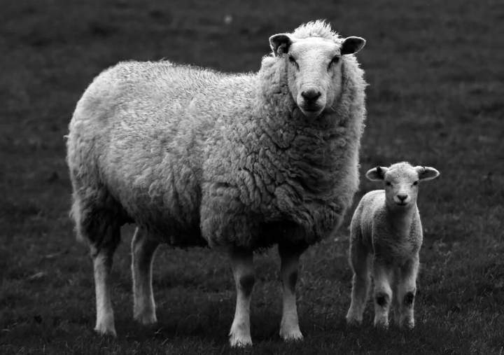 Comprehensive Guide on Wool Fabrics